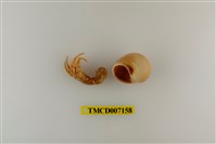 藏品(長指細螯寄居蟹)的圖片